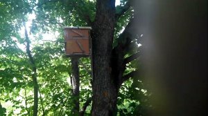 Проверка ловушек. Прилетели два роя.