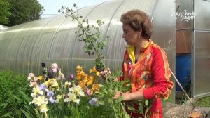 Любисток. Уход, выращивание, заготовка