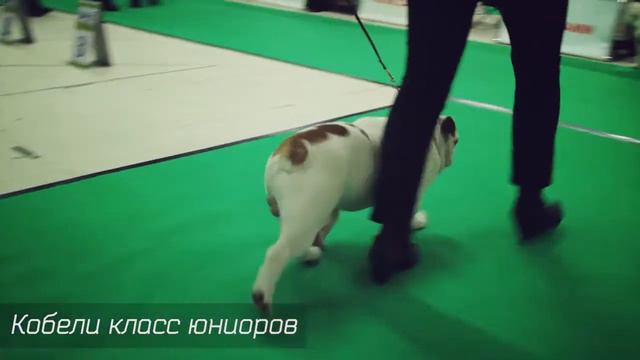 Кобели класс юниоров смотреть онлайн