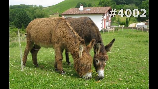 #4002. Ослы (В мире животных) смотреть онлайн