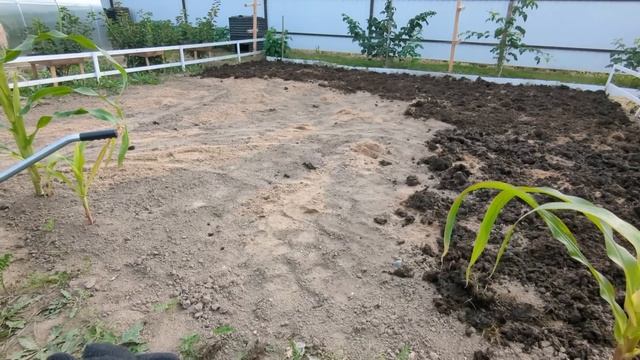 # 241. Весь день работаем на участке. Подготовка участка к осени, новая зона. Судьба баклажанов. смотреть онлайн