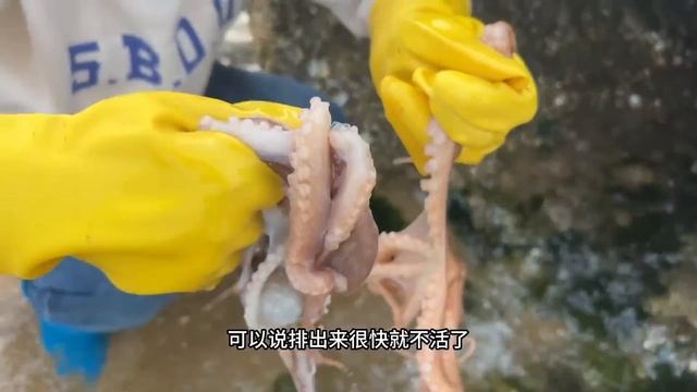 【合集】沙灘上成群海鴨子覓食還不停的下蛋，牛牛來撿了好多，還有大鮑魚【牛牛趕海海鮮】 смотреть онлайн