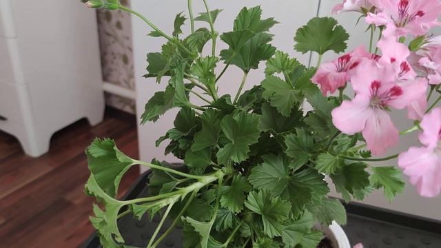 Какие работы выполняем в летний период с королевскими пеларгониями смотреть онлайн