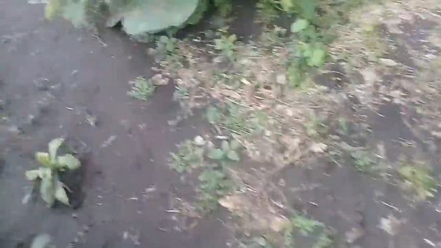 В мире огорода. 8. Грозовой ураган. Что стало с огородом? смотреть онлайн