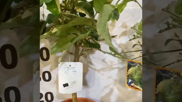 Акция ! по 4200р Лимон вариегатный (белый)Эврика Пинк смотреть онлайн