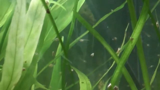 Мальки гурами смотреть онлайн
