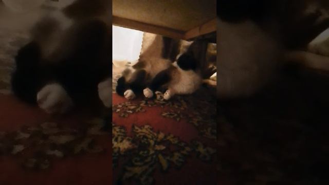 #симбочка #симба #игра #новая #игры #заходи #гача #gachaclub #gachalife #тигра смотреть онлайн