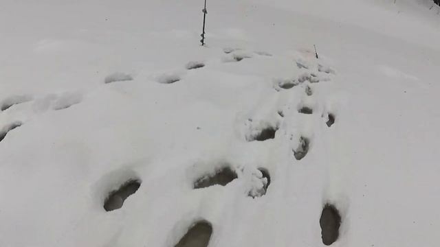 На лесную речку с разведкой в поисках ХАРИУСА смотреть онлайн