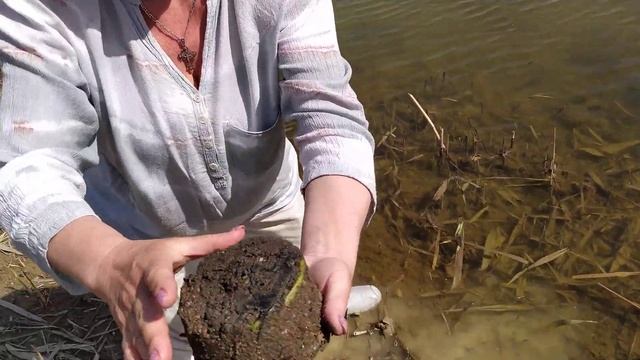 Лотос Комарова, прошлогодний сеянец, переезжает в открытый водоем смотреть онлайн