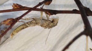 Содержание неожиданных палочников / Линька