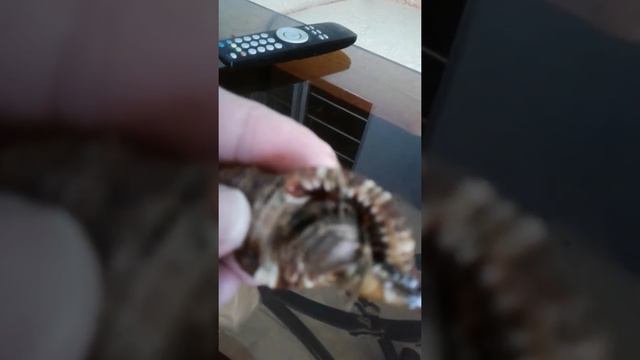 Крабы тоже жить хотят😆 смотреть онлайн