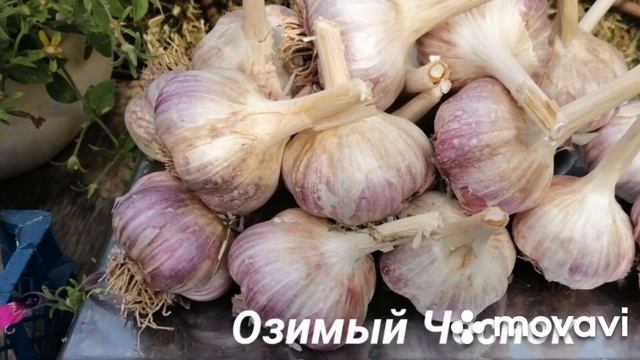 ЧЕСНОК ОЗИМЫЙ КОЛЛЕКЦИЯ // ЛИПАТОВОЙ АНАСТАСИИ //ВАЦАП ДЛЯ ЗАКАЗА 8-915-245-81-59 ПИСЬМЕННО смотреть онлайн