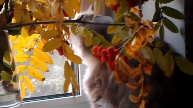 Дуся кушает листья рябины смотреть онлайн