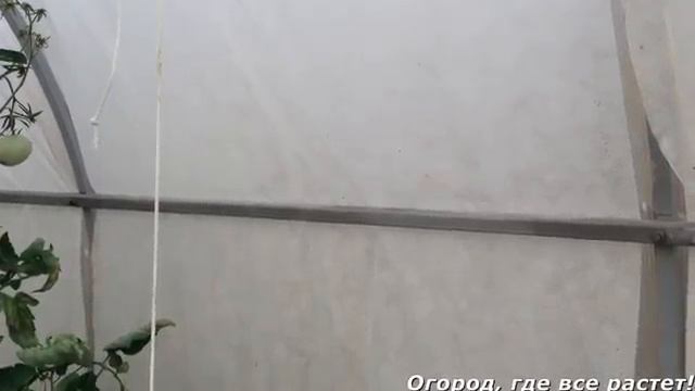 Как спасти растения от жары в теплице.mp4 смотреть онлайн