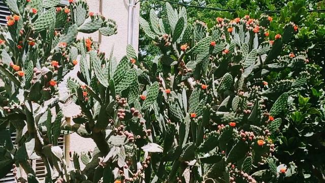 КАКТУС 🌵 как дерево,вырос вровень с третьим этажом во дворе нашего дома🌵 קקטוס גדל כעץ смотреть онлайн
