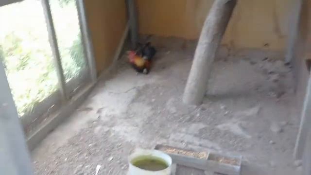 Петух породы Шабо смотреть онлайн