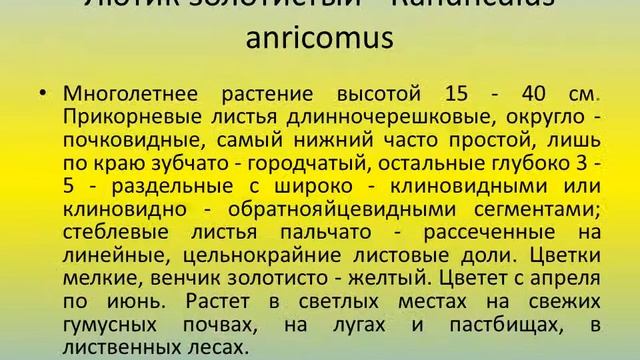 лютик растение болот Microsoft Office PowerPoint смотреть онлайн