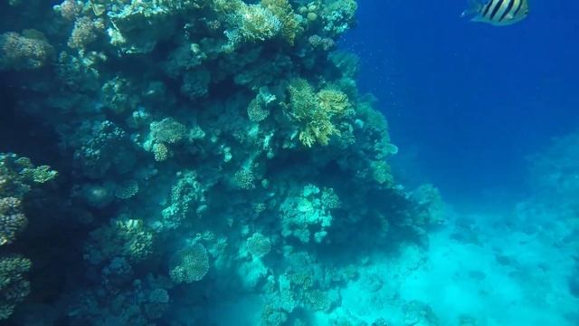 Отель Reef Oasis Blue Bay смотреть онлайн