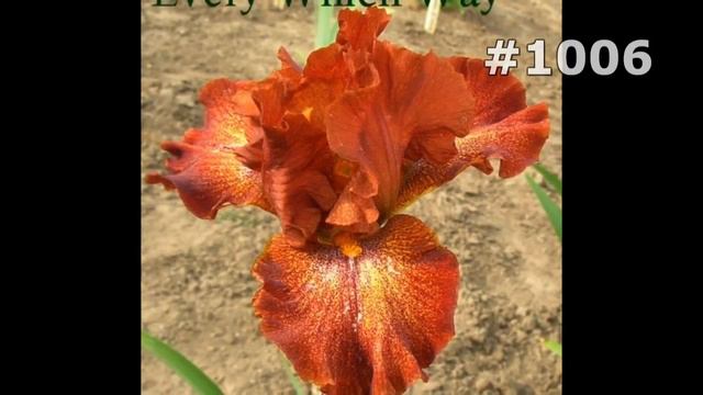 #1006. Ирисы - очень красивые цветы смотреть онлайн