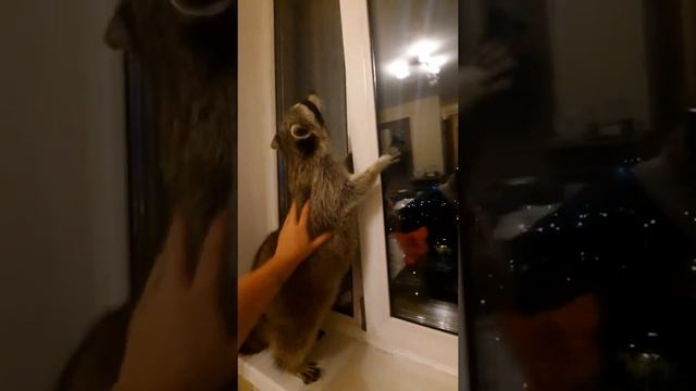 Енот Илюша радуется Москве смотреть онлайн