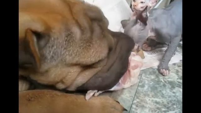 Шарпей и канадские сфинксы - Завтрак на веранде смотреть онлайн
