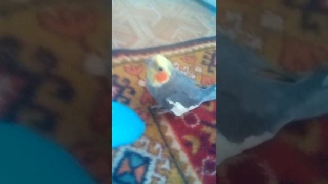 Говорящий попугай научился петь смотреть онлайн