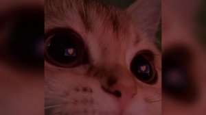 А ты прочти мои глаза - Вера Брежнева ( speed up )