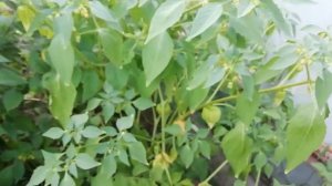 Созрел физалис! Пробую на вкус!