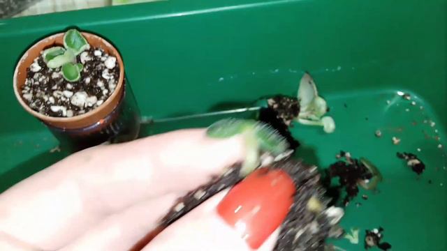 Размножение фиалок с листика. Как выглядит безплодный лист? смотреть онлайн