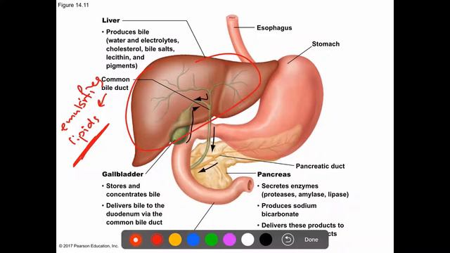 Human Biology-Chapter 12-Part 2 смотреть онлайн