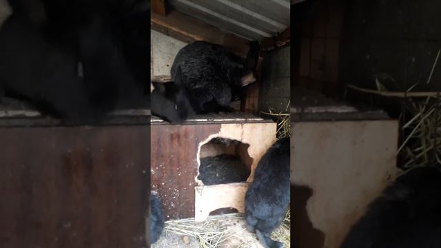 Кролиководство.Обзор породы Полтавское серебро (первая часть) смотреть онлайн