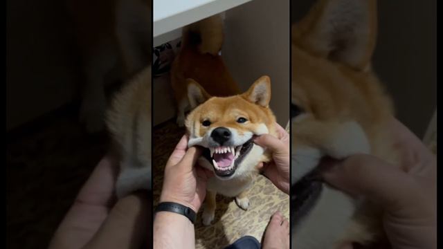 #джокер #dc #собака #сибаину #щенок #смешно #смешныеживотные #гик #кино смотреть онлайн