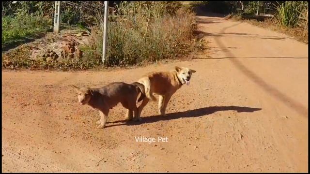 Time to win win - What is going on for couple dog meeting смотреть онлайн