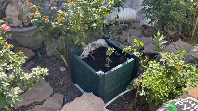 Осенняя посадка роз в кашпо. Розы в кашпо в саду.?✨?✨? смотреть онлайн