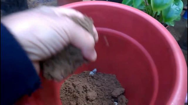 How to Grow Narcissus in Pots смотреть онлайн