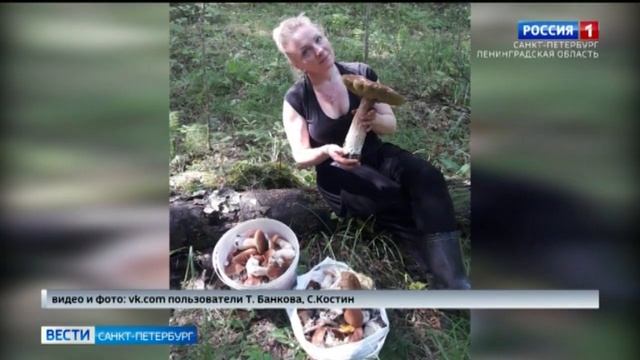 В Ленинградской области нашли огромный белый гриб смотреть онлайн