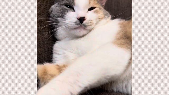 Кошка - счастьe в дом! #cat_plucha #cat #cats #catlover #shortvideo #short #catsofinstagram смотреть онлайн