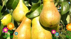 Груша колоновидная. Краткий обзор, описание характеристик, где купить саженцы pyrus communis Г-5