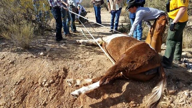 SAMSAR Horse rescue part 3 смотреть онлайн