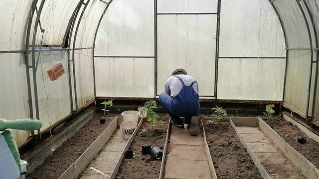 Посадил овощи/ Июнь/ Прохладно/ Обзор участка смотреть онлайн