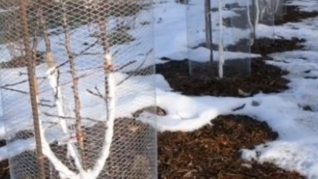 Защищаем деревья и кустарники от грызунов и зайцев . смотреть онлайн