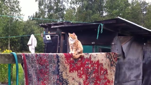 рыжий кот смотреть онлайн