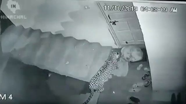 Леопард украл собаку смотреть онлайн