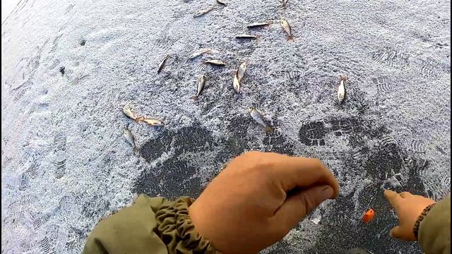 Рыбачим с Леонидычем. Хороший клев плотвы смотреть онлайн