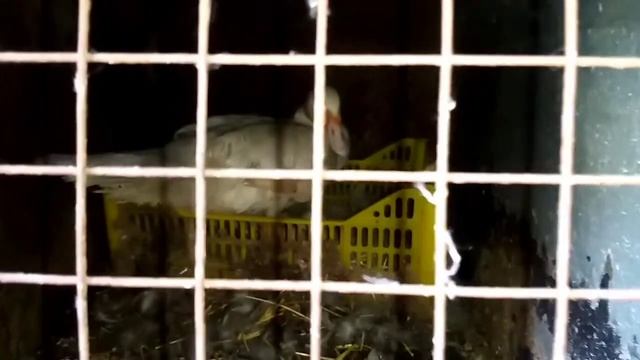 Индоутки в гнёздах. смотреть онлайн