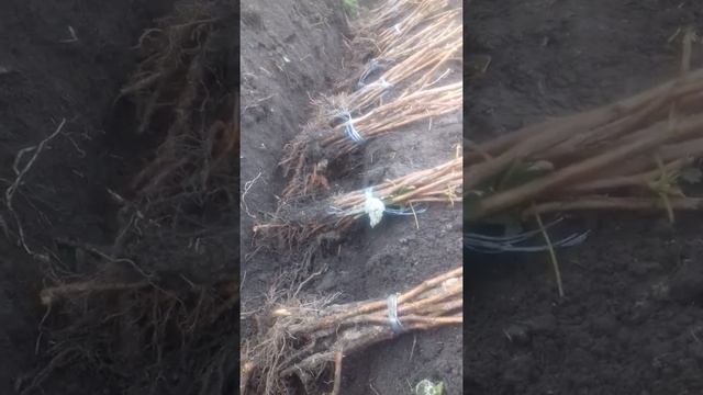 прикопка саженцев малины на зиму смотреть онлайн