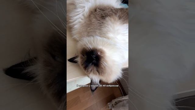 Зачем котам усы смотреть онлайн
