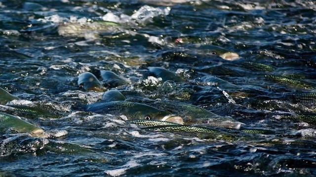 Complete Guide to Fresh and Saltwater Fishing смотреть онлайн