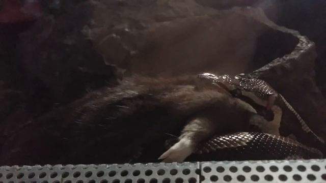 Королевский питон Килька смотреть онлайн