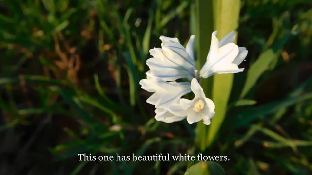 Scilla siberica 2023( Siberian Squill). Spring Flowers смотреть онлайн